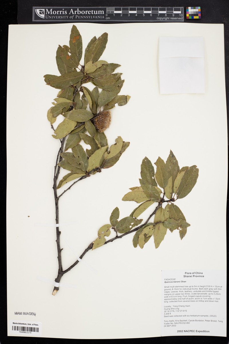 Quercus baronii photo 6