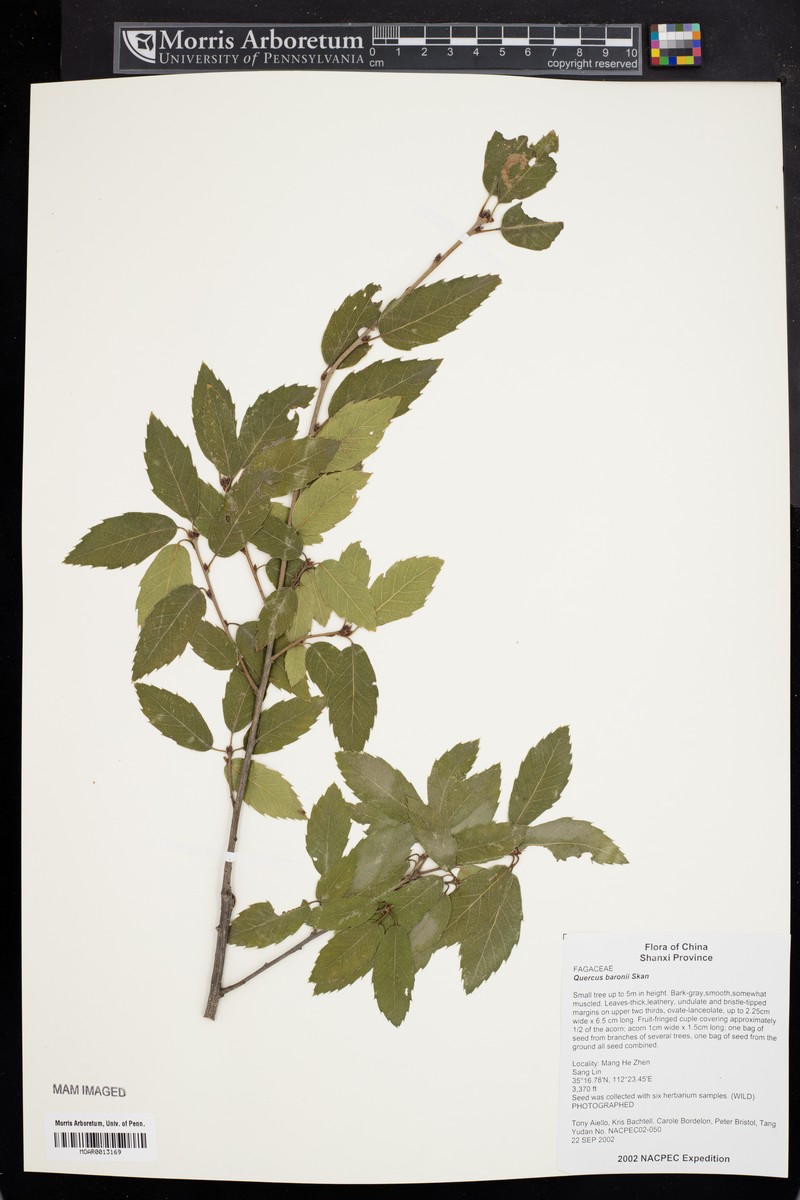 Quercus baronii photo 7