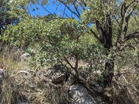 Quercus barrancana