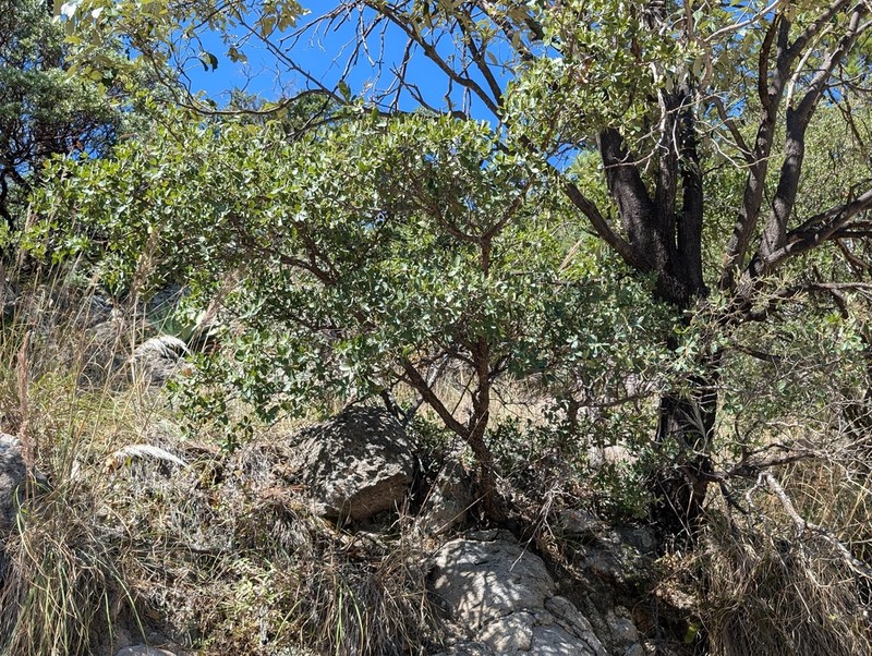Quercus barrancana