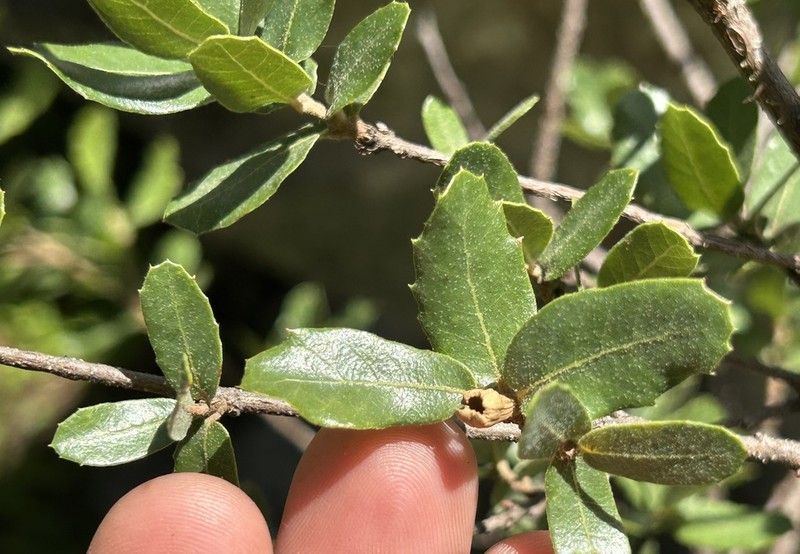 Quercus barrancana photo 2