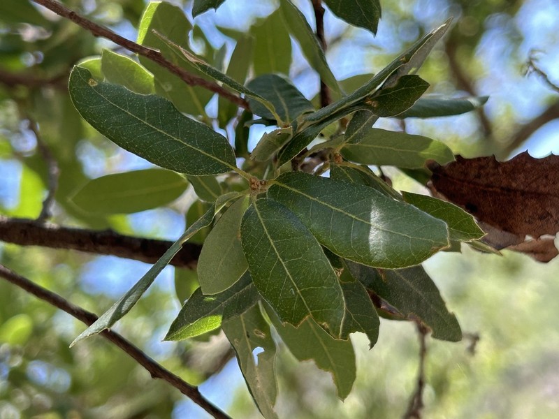 Quercus barrancana photo 3
