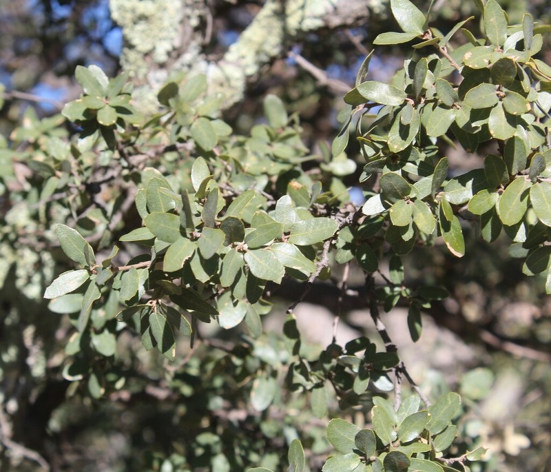 Quercus barrancana photo 4