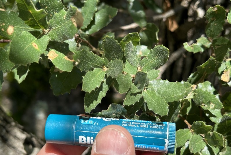 Quercus barrancana photo 5