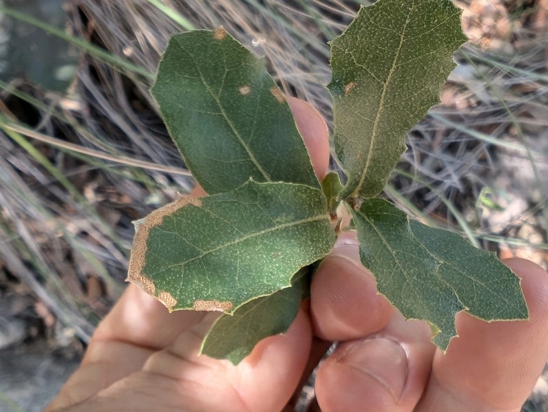 Quercus barrancana photo 6