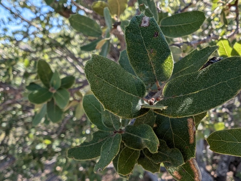 Quercus barrancana photo 7