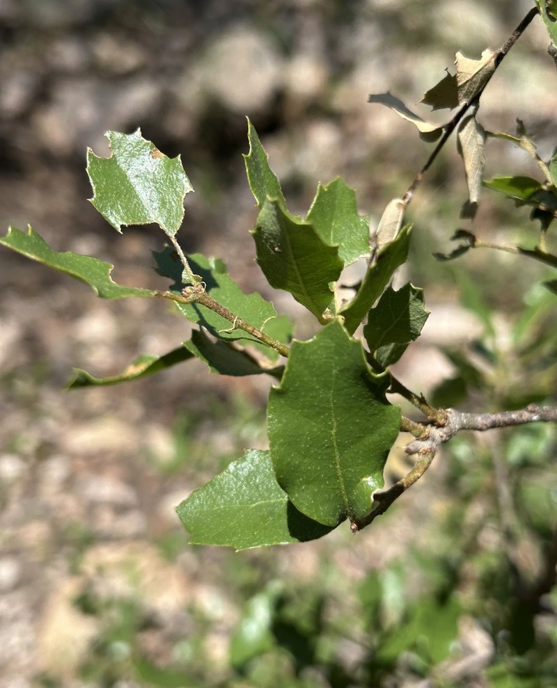 Quercus barrancana photo 8