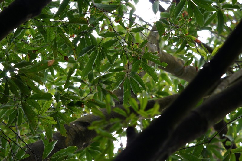 Quercus bella photo 2