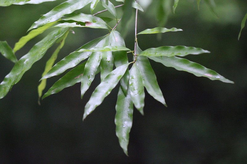 Quercus bella photo 3