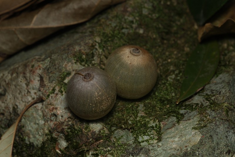 Quercus bella photo 4