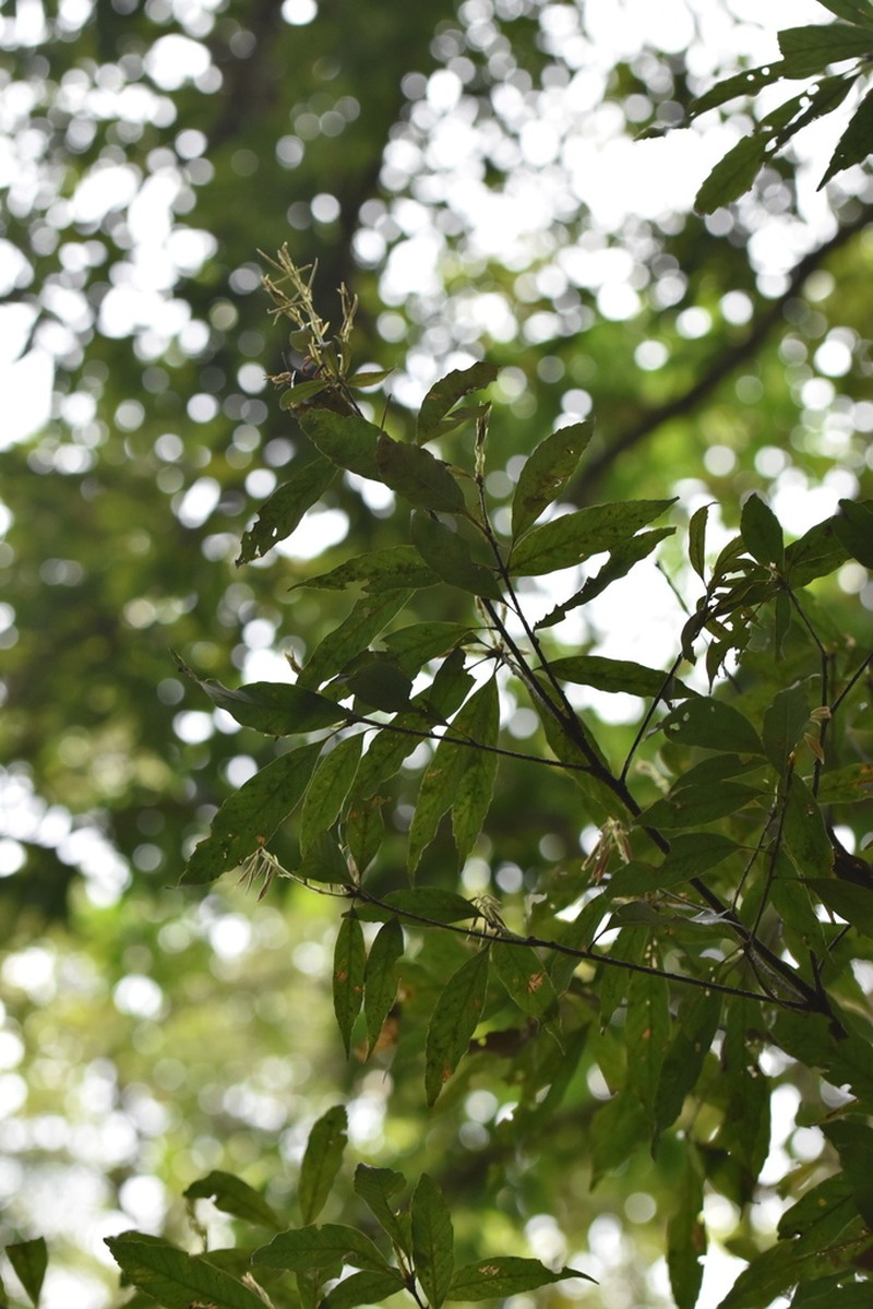 Quercus bella photo 5