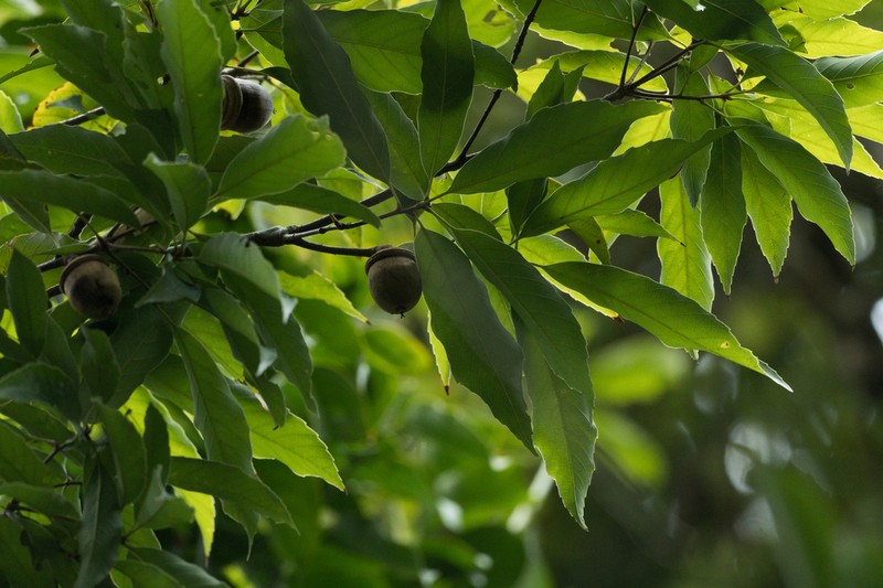 Quercus bella photo 7