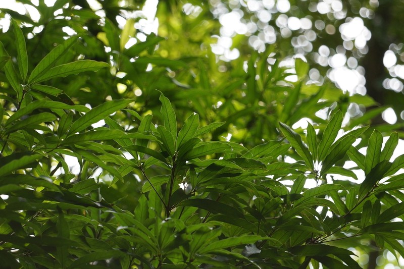 Quercus bella photo 8