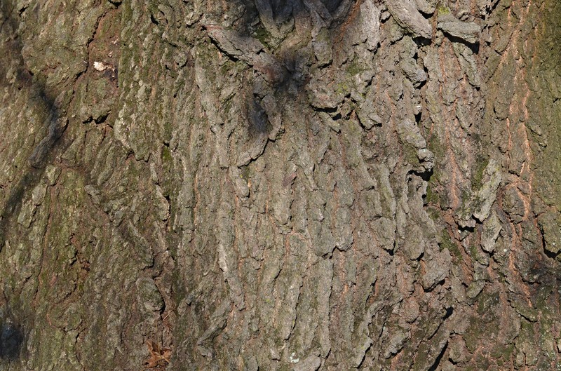 Hybrid Oak