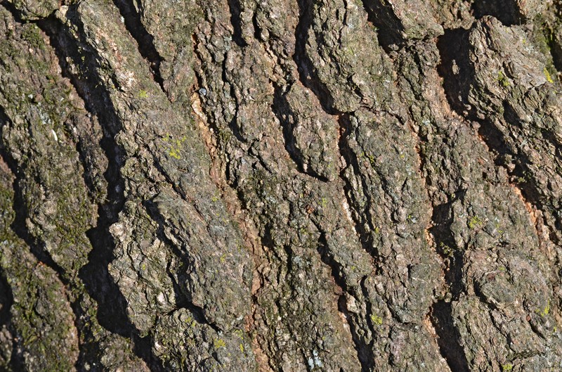 hybrid oak photo 2