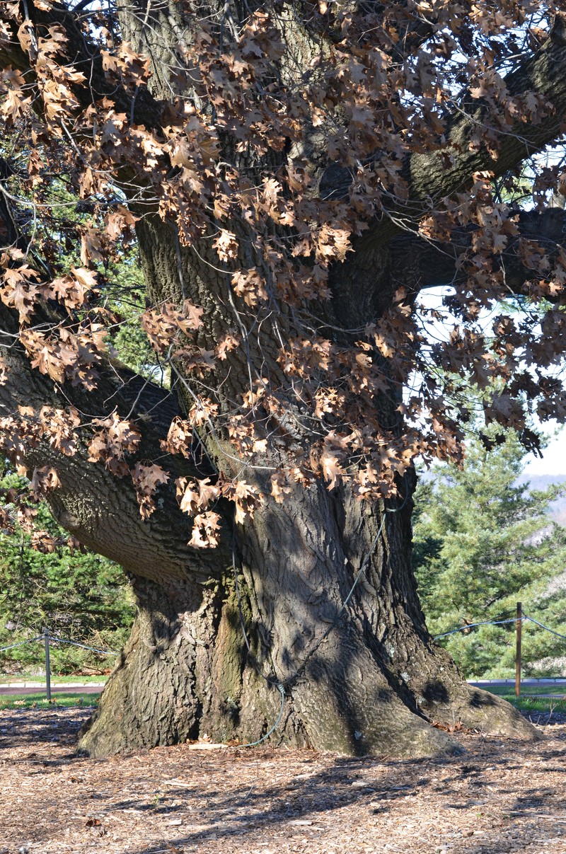 hybrid oak photo 3