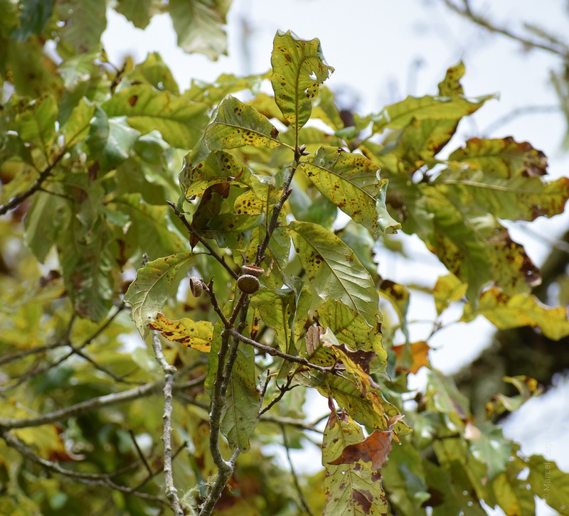 Quercus benthamii