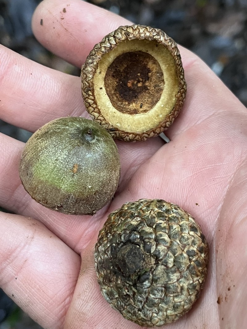 Quercus benthamii photo 2