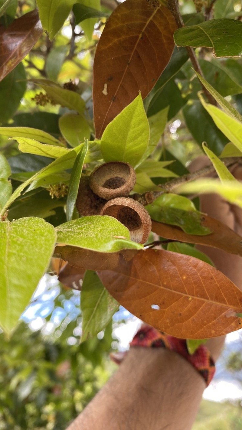 Quercus benthamii photo 3