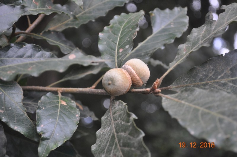 Quercus benthamii photo 4