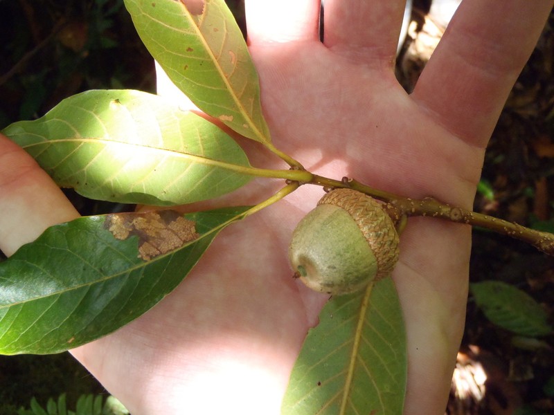 Quercus benthamii photo 5