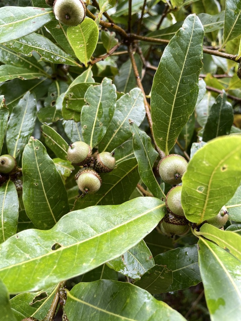 Quercus benthamii photo 6