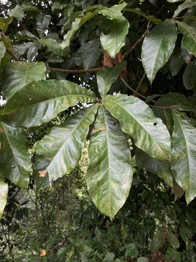 Quercus benthamii photo 7