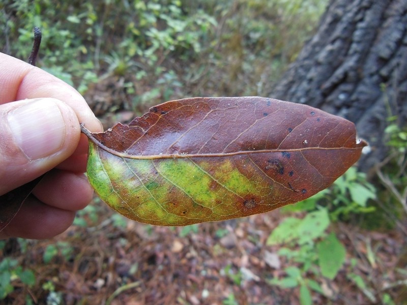 Quercus benthamii photo 8