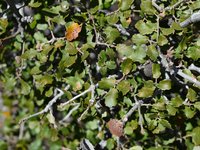 Scrub Oak