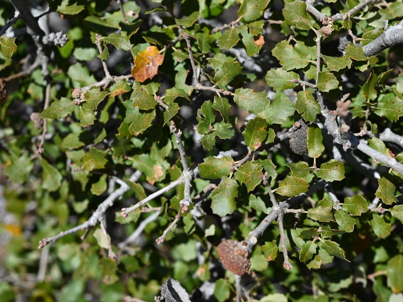 Scrub Oak
