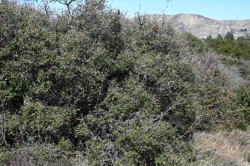 Scrub Oak photo 7