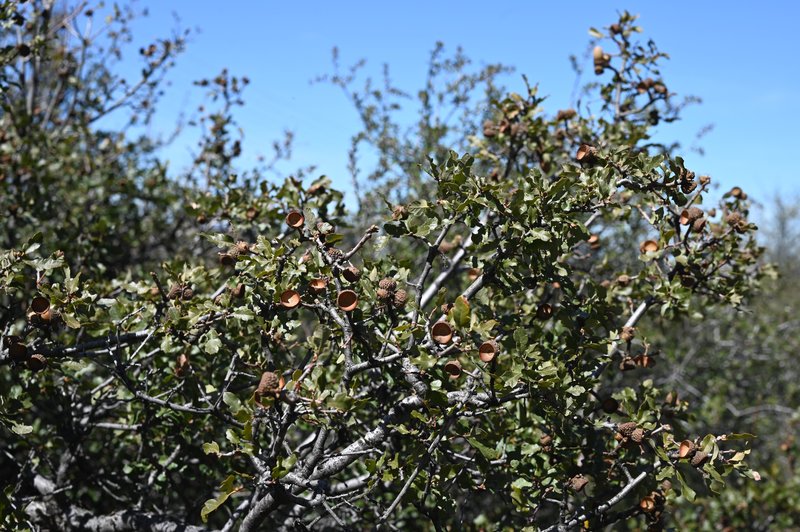 Scrub Oak photo 3