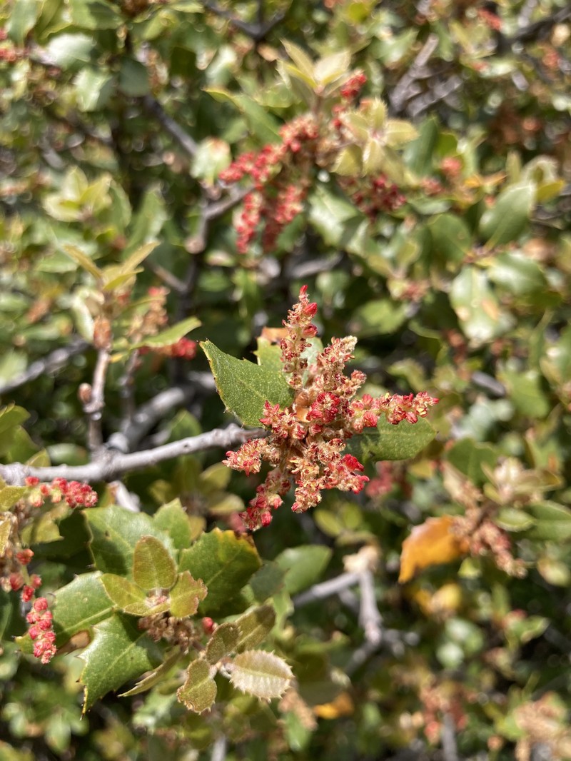 Scrub Oak photo 4