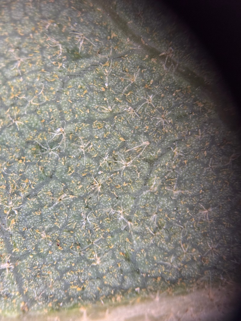 Scrub Oak photo 5