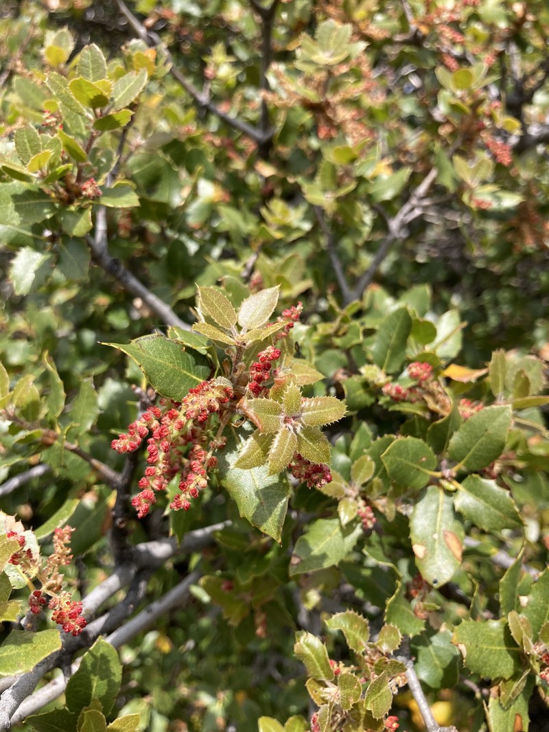 Scrub Oak photo 6