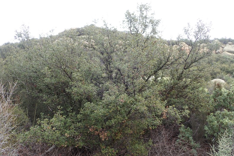 Scrub Oak photo 7