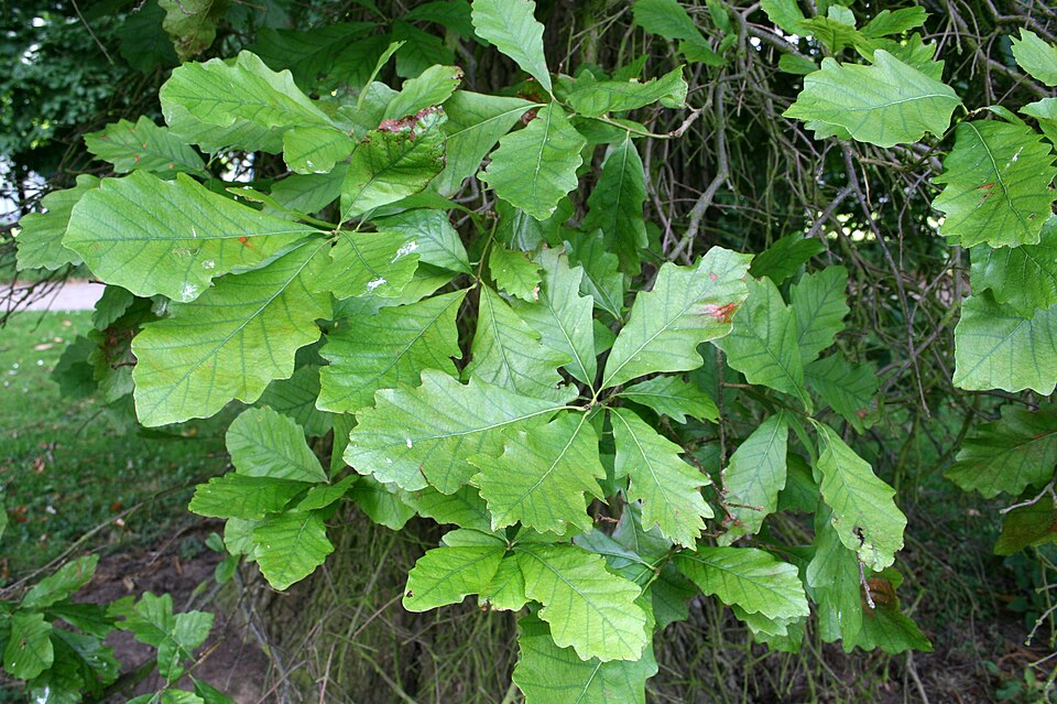 Swamp White Oak photo 5