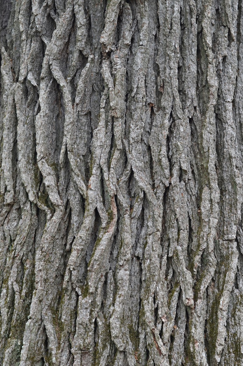 Swamp White Oak photo 3
