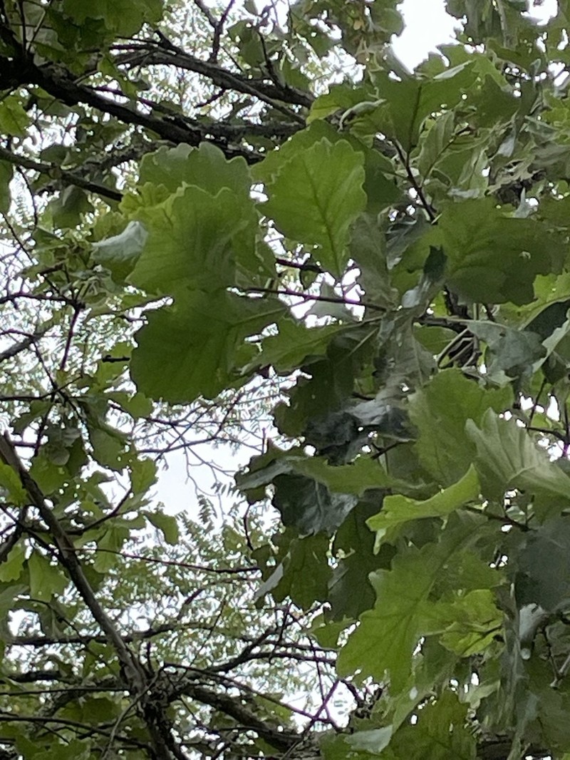 Swamp White Oak photo 5