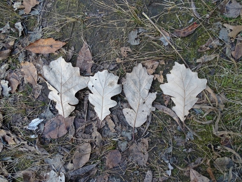 Swamp White Oak photo 6
