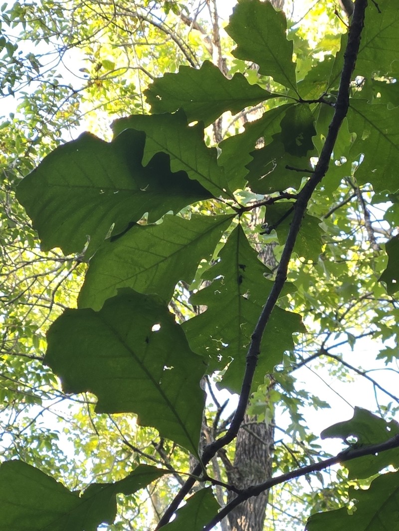 Swamp White Oak photo 7