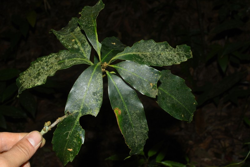Quercus bidoupensis