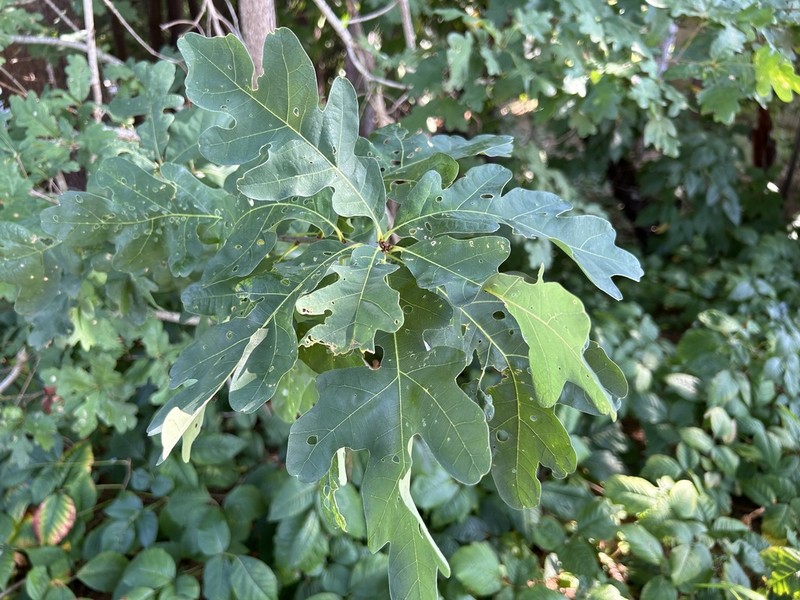 Hybrid Oak