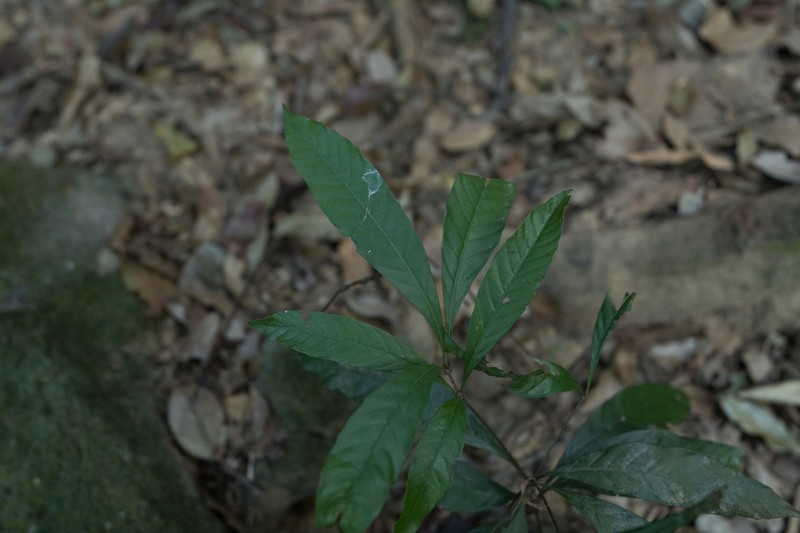 Quercus blakei