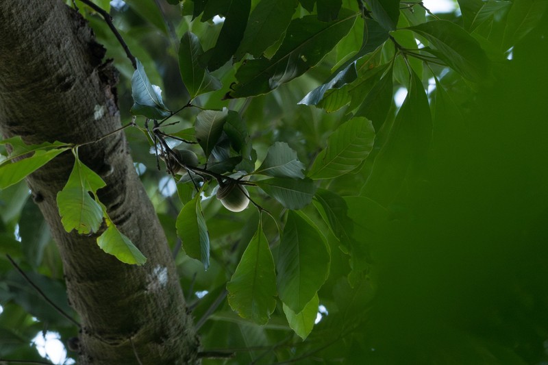 Quercus blakei photo 2