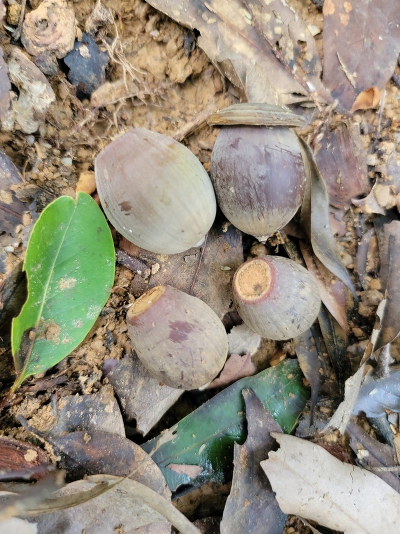 Quercus blakei photo 3