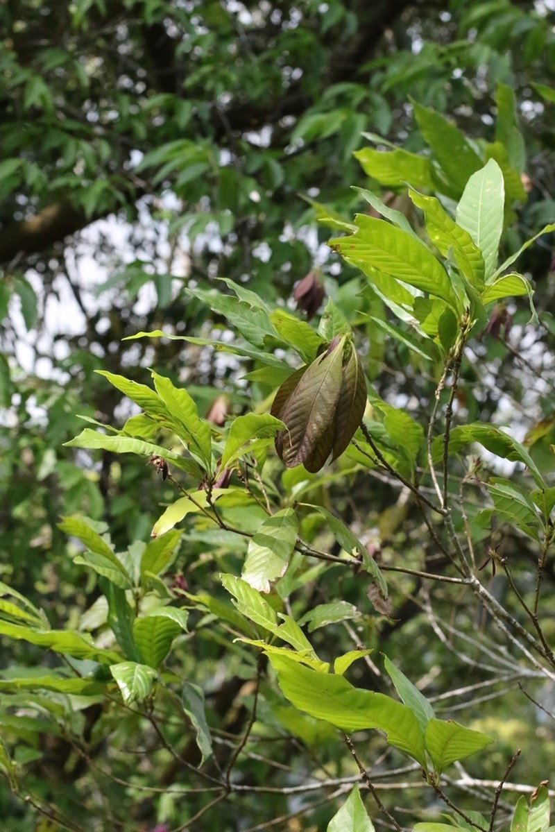 Quercus blakei photo 4