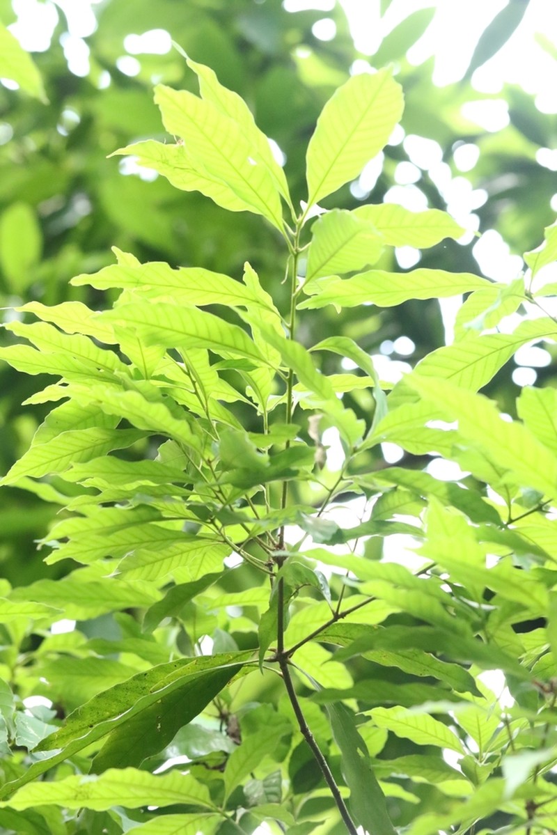 Quercus blakei photo 5