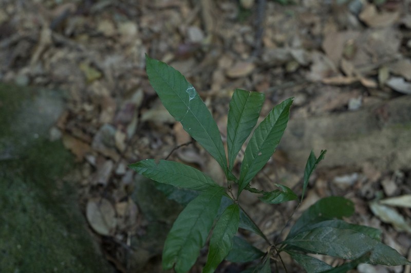 Quercus blakei photo 8