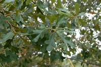 Boynton Sand Post Oak
